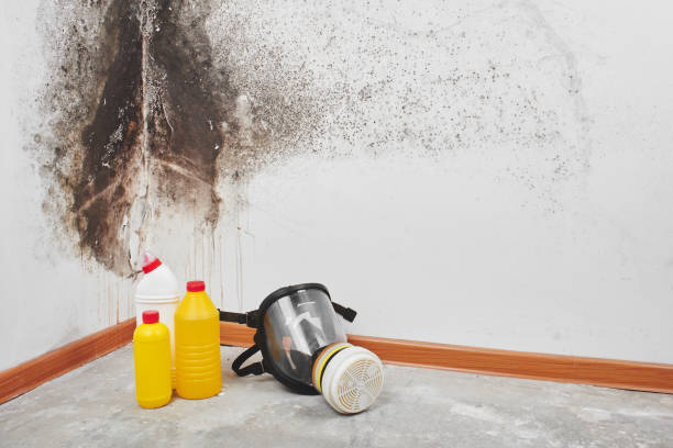 Reliable Hicksville, NY Mold Removal Solutions