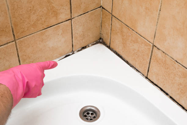 Mold Testing and Removal in Hicksville, NY